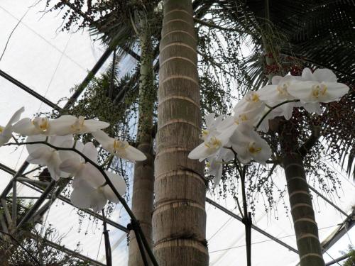 047_10.11.17_10-53_парк орхидей Утопия.JPG