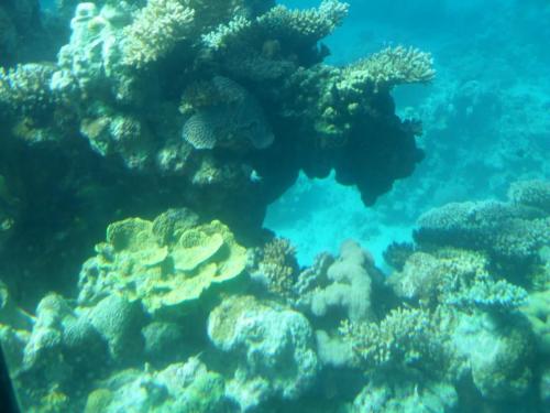 067_10.11.23_Эйлат_красное море_кораллы.JPG