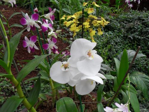 161_10.11.17_11-39_парк орхидей Утопия.JPG