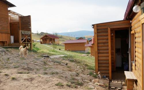 053_Собака Алиса и котенок Боцман.JPG