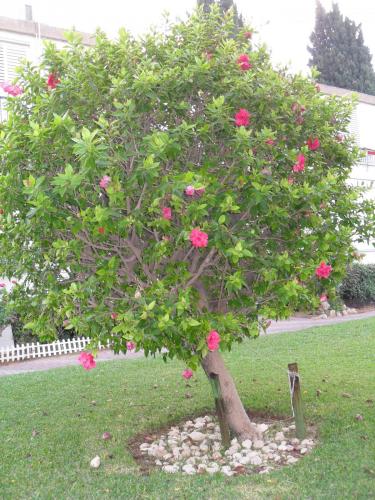 004_10.11.17_08-00_во дворах_по дороге на спорт.JPG