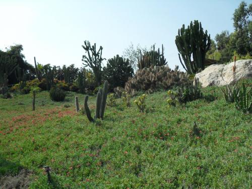 093_10.11.17_11-12_парк орхидей Утопия_кактусы.JPG