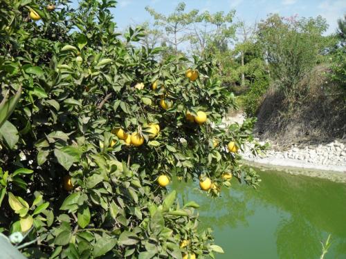 099_10.11.17_11-13_парк орхидей Утопия.JPG