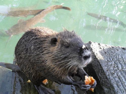 143_10.11.16_14-04_Река Иордан.JPG