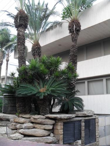 013_10.11.21_07-25_герцлия_у Форума.JPG