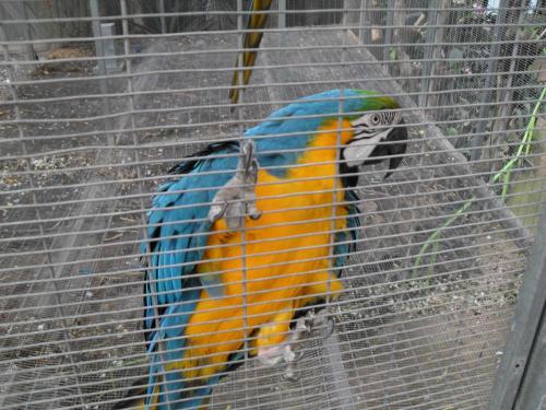 189_10.11.17_11-43_парк орхидей Утопия_папугаи.JPG