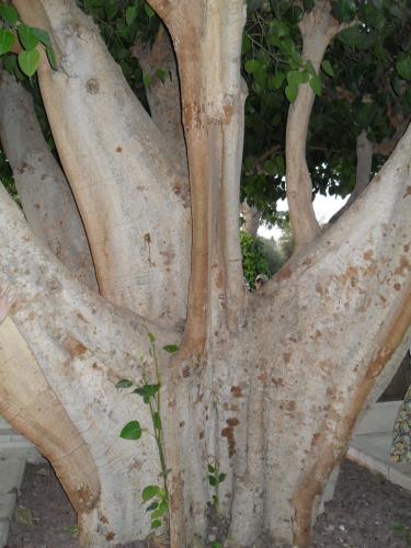 235_10.11.16_16-54_Церковь св.Петра и Павла.JPG