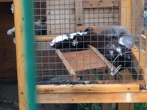 052_Норка Гриша_10.JPG