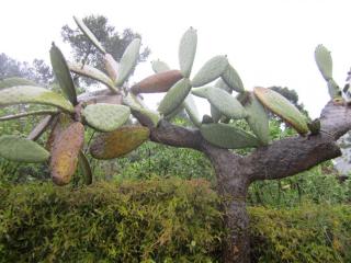 IMG_4730.JPG