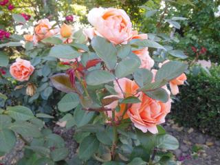 DSCN4982.JPG