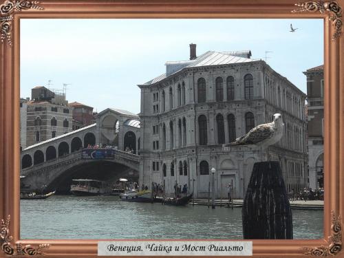 DSCN1202 Венеция Чайка и Мост Риальто.jpg