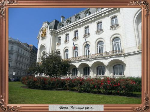 DSCN1115 Вена Венские розы.jpg