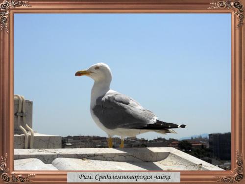 DSCN1367 Рим Средиземноморская Чайка.jpg