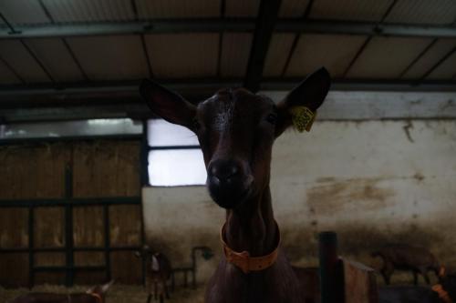 17_Козья ферма_006.JPG