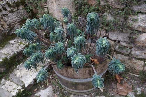 20_Сен сирк Лапопи_015.JPG