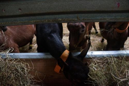 17_Козья ферма_004.JPG