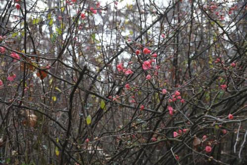 Парк в Милане_02.JPG