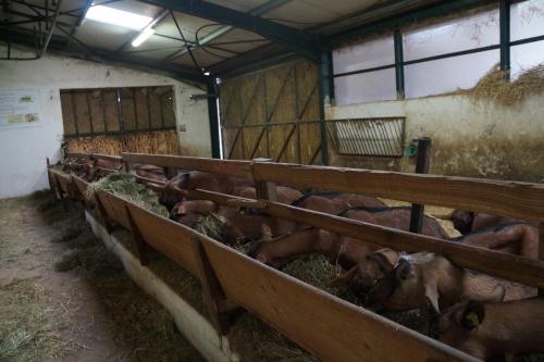 17_Козья ферма_009.JPG