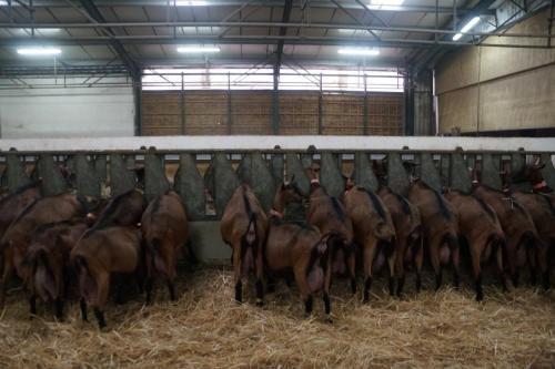 17_Козья ферма_008.JPG