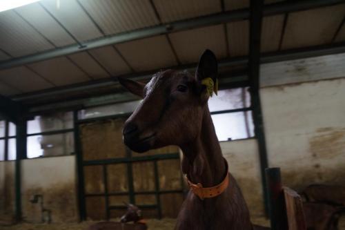 17_Козья ферма_005.JPG