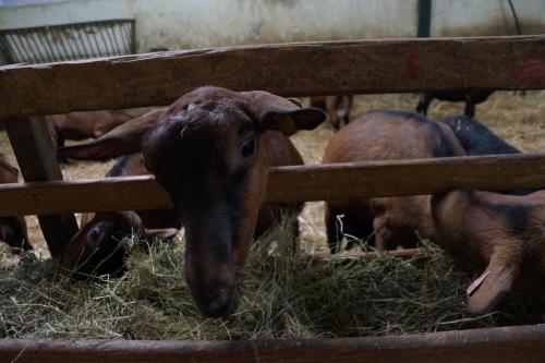 17_Козья ферма_010.JPG