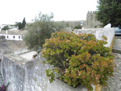 SDC11040.JPG