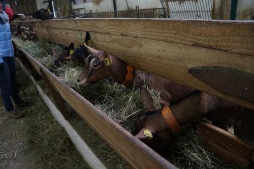 17_Козья ферма_007.JPG