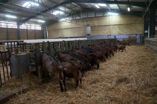 17_Козья ферма_014.JPG