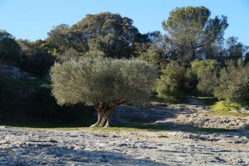 24_Пон дю Гар_013.JPG