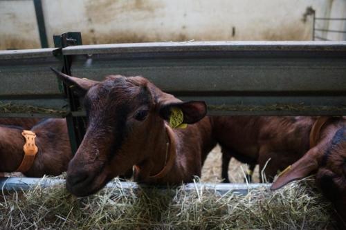 17_Козья ферма_003.JPG