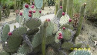 SDC12042.JPG