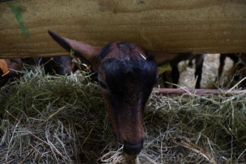 17_Козья ферма_012.JPG