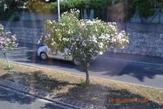 DSC_0812.jpg