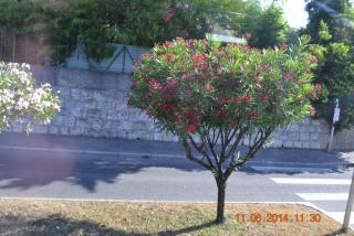 DSC_0811.jpg