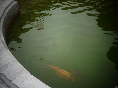 Отдых на озере Липно 2017г 326.JPG