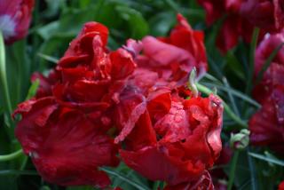 DSC_0306.JPG