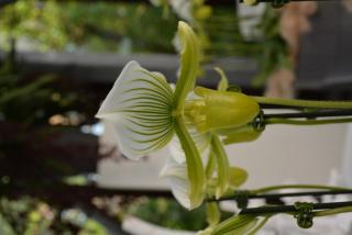 DSC_0560.JPG