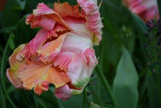 DSC_0087.JPG