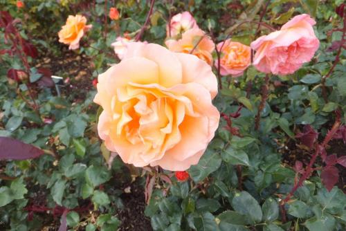 DSCF3934.JPG