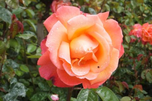 DSCF3914.JPG