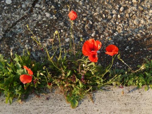 Сердце Италии 2016 811.jpg