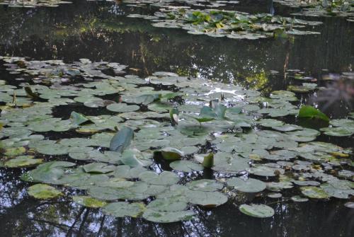 DSC_1190.JPG