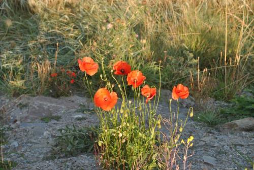 DSC_0050.JPG