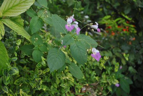 DSC_1153.JPG