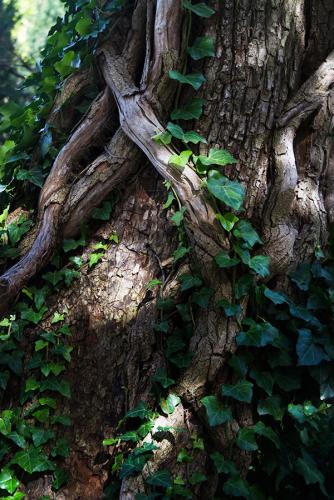 _MG_2368.jpg