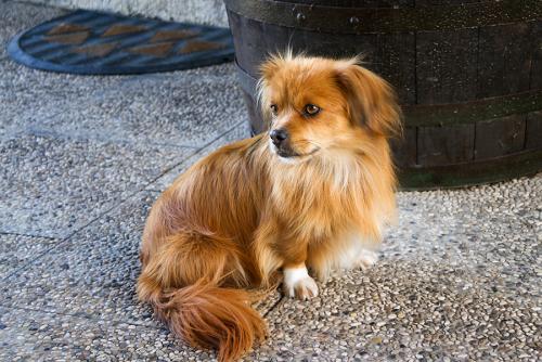 _MG_0549.jpg