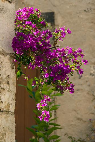 _MG_1127.jpg
