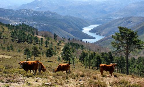 peneda-geres.jpg