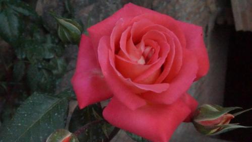 DSC01748.JPG