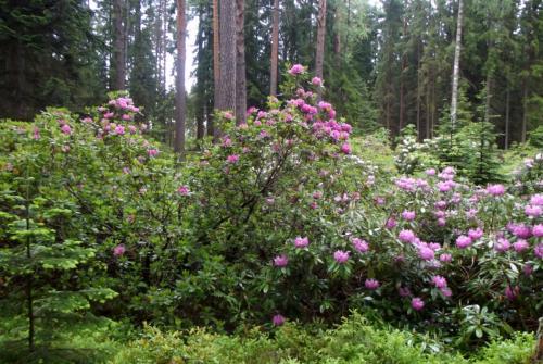 Финляндия (158).JPG